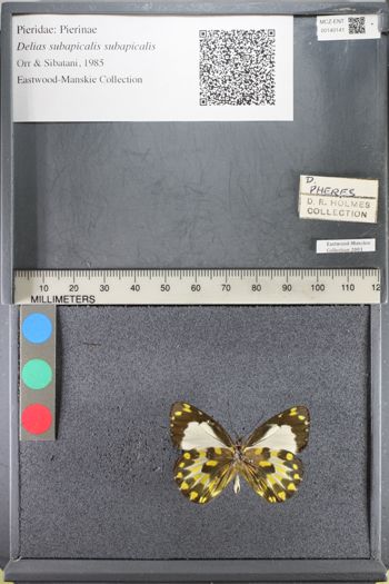 Media type: image;   Entomology 140141